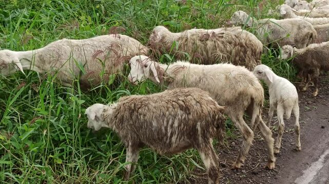 sheep farm in the garden