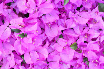 Beautiful flowering bougainvillea flower nature for background