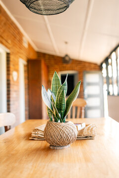 Indoor space: Snake plant in jute pot on wooden table
