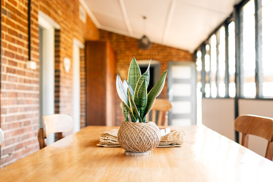 Minimalist Interior: Potted Plant Centerpiece on Wooden Dining Table - Powered by Adobe
