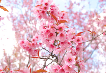 Wild Himalayan Cherry Blossoms in spring season, Prunus cerasoides, Pink Sakura Flower For the background
