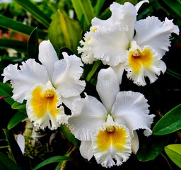 Fototapeta premium Lovely white Cattleya orchid hybrid Rlc. Ranger Six 'A-OK' in full bloom.