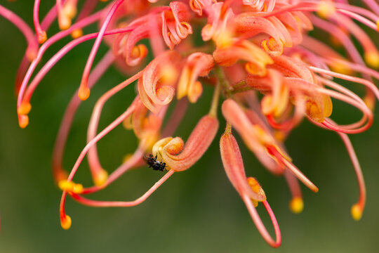 Tiny stingless native australian bee on grevillea flower