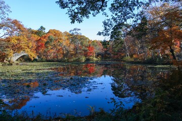 水面に映る紅葉