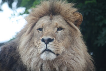 Löwe im Porträt