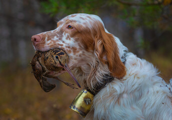 Woodcock hunting with an English setter