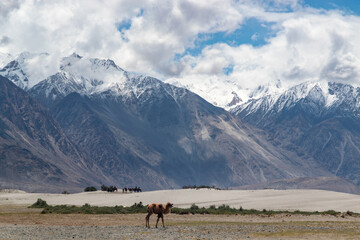 A Lone Camel Journeying Across the Arid Terrain with Majestic Snow-Capped Peaks as a Backdrop