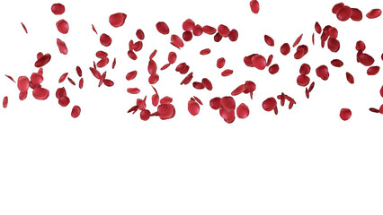 3d render of rose petals falling for wedding celebrations, overlay transparent background in png format.