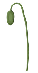Poppy bud png flower sticker, transparent background