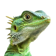 Obraz premium Close-up of a vibrant green lizard showcasing detailed scales, bright eyes, and unique textures against a white background, highlighting nature's beauty and diversity.