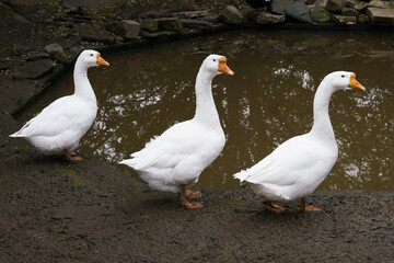 Three white geese walking along the muddy bank near a small pond surrounded by stones in a tranquil outdoor setting during the day