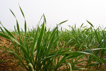 Durva ( grass ) use for pooja in India, gehun ki kheti farming wheat.. growing, Landscape young wheat seedlings growing in a field. Green wheat growing in soil. Close up on sprouting rye agriculture