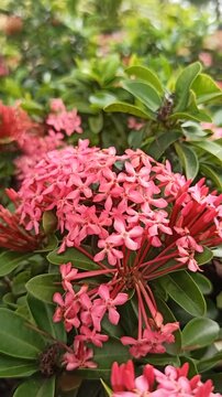 ashoka flower in the garden