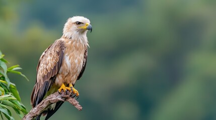Obraz premium A majestic eagle perched on a branch, its feathers a blend of light brown and white, against a blurred green background.