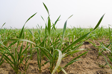 Durva ( grass ) use for pooja in India, gehun ki kheti farming wheat.. growing, Landscape young wheat seedlings growing in a field. Green wheat growing in soil. Close up on sprouting rye agriculture