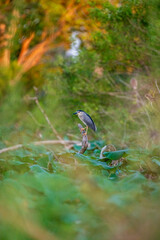 Night Heron 