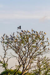 Nature of bird