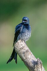 Drongo