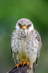 Amur falcon 