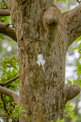 White colour flycatcher 