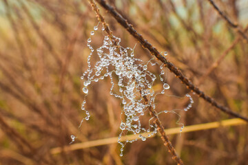 dew drops at high magnification, Nature background, selective focus of dew drops on the moss after raining in the morning, low light in morning dry 