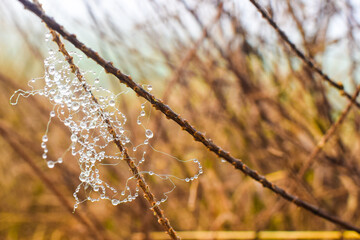 dew drops at high magnification, Nature background, selective focus of dew drops on the moss after raining in the morning, low light in morning dry 