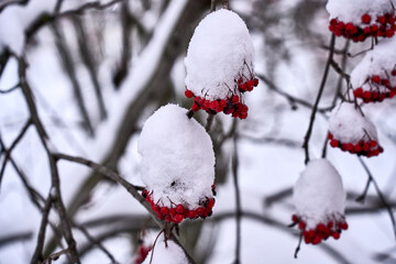 A tree with red berries and snow on it