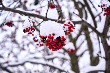 A branch of a tree covered in snow and red berries