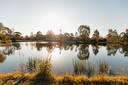Row of trees reflected in small lake in golden afternoon sunlight