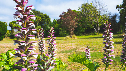 Beautiful spike shaped flowers purple colour with green leaves background close up details delicate