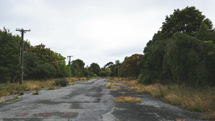 Abandoned asphalt road overgrown surrounded by trees summer day