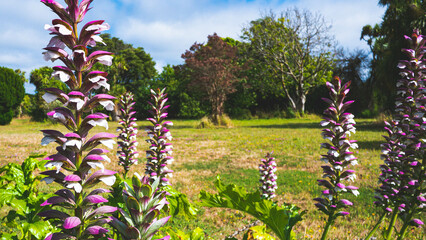 Beautiful spike shaped flowers purple colour with green leaves background close up details delicate