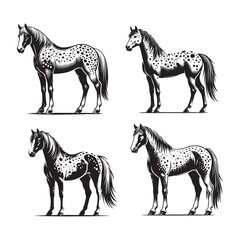 Elegant Standing Appaloosa Horse Silhouettes with Unique Spot Patterns