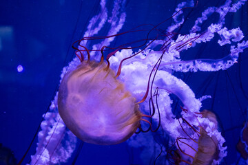 close-up jellyfish with tentacles on the bottom of the blue sea aquarium