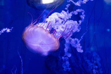 jellyfish medusa with tentacles on the bottom of the blue sea aquarium © mario