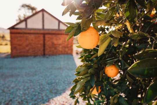 Oranges on lush green tree by rustic brick building in warm sunlight