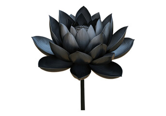 Black lotus flower .Transparent background .Isolated PNG