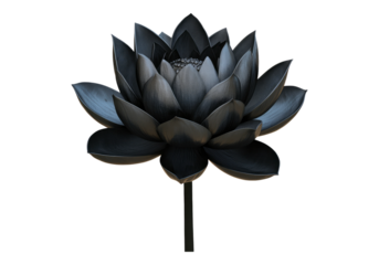 Black lotus flower .Transparent background .Isolated PNG