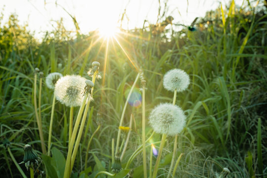 Dandelions in sunset glow, surrounded by lush grass, evoking a serene natural ambiance