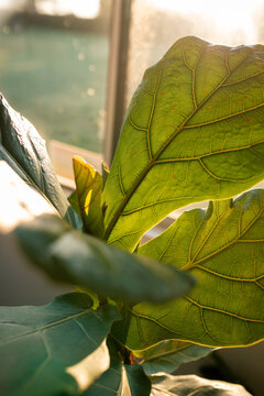 Fiddle leaf fig leaves glowing in warm sunlight by window, serene indoor garden atmosphere