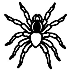 Brazilian Black Tarantula Illustration on White Background for Creative Projects