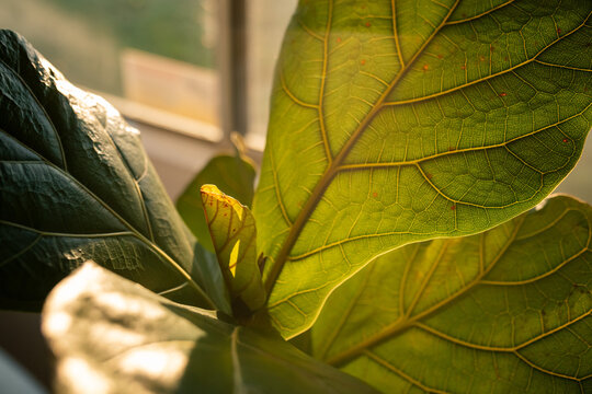 Vibrant green fiddle leaf fig leaves in warm sunlight through a window.