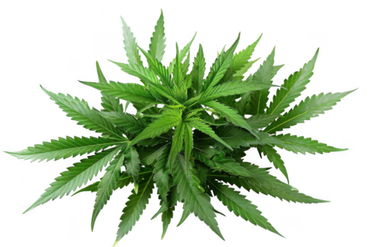 Green Plant Grows with Lush Leaves on Black Background. Growth and Botany Theme.