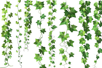 Green Vines Hanging Down Gracefully on Black Background, Botanical Study Theme