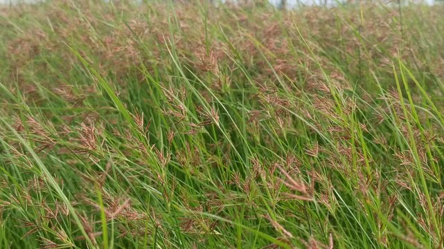 Cyperus longus in the garden