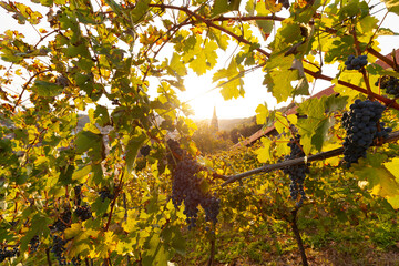 Weinberge in Esslingen am Necker. Sonnen strahlt die Reifen Trauben an. Weinreben im Herbst mit Blick auf die Burg und Kirche.