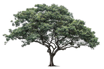 Obraz premium Lush Green Tree Stands Tall Against Black Backdrop, Serenity in Nature.