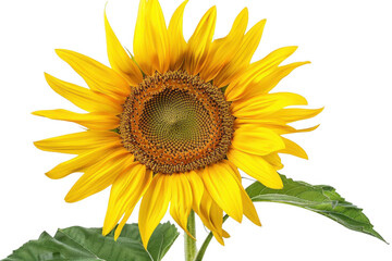 Obraz premium Sunflower Blooms Vibrantly with Golden Petals and Dark Center on Black Background, Summer Blossom.