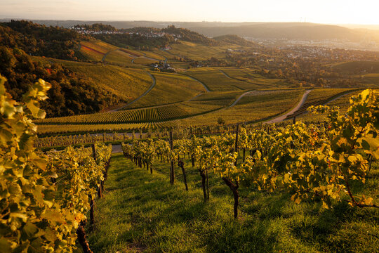 Weinberge im Herbst mit wundersch&ouml;nem Sonnenlicht und Sonnenuntergang bei Stuttgart Fellbach mit Blick auf Rotenberg mit Kapelle.