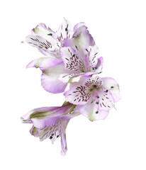 Purple alstroemeria flowers isolated on white or transparent background